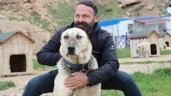 Sivasın dengesiz havası Kangal köpeklerinin dengesini bozdu