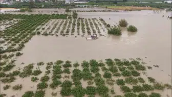Hatay'da sular çekildi, tarımdaki yıkım gün yüzüne çıktı