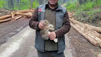 Bolu ormanlarında tomruklar arasında mahsur kalan yavru tavşanı ekipler kurtardı