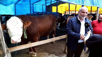 Samsun kurban pazarının dev ismi 450 bin liradan alıcı bekliyor