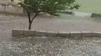 Şanlıurfa Siverek’te dolu yağışı ekili alanları vurdu
