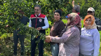 Aydınlı üretici İspanyol cinsi kayısı ile yüksek verim yakaladı