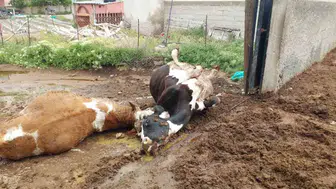 Niğde’de sağanak yağış sırasında ahıra yıldırım düştü