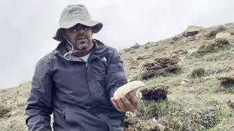 Erzincan dağlarında yetişen çaşır mantarı fiyatıyla şaşırtıyor