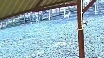 Sakarya’da gece baskını Kurt ağıla girdi