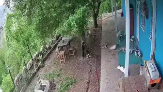 Malatya depreminde kedilerin korku dolu anları kameraya yansıdı