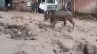 Şebinkarahisar sel sularıyla mücadele ediyor