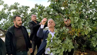 Araban ovasında fıstık bahçelerini dolu vurdu