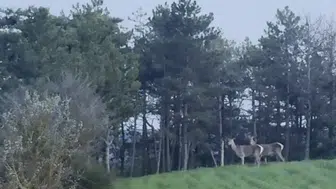 Bolu ormanlarında karaca sürüsü objektiflere takıldı