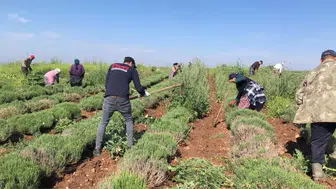 Edirne’de kıraç topraklar lavanta bahçesine dönüştü