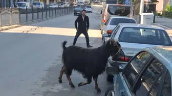 Amasya trafiğini karıştıran kurbanlık keçi dükkanları birbirine kattı