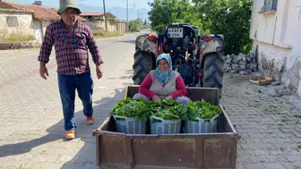 Üzüm hasadı öncesi üreticinin yüzünü yaprak güldürüyor