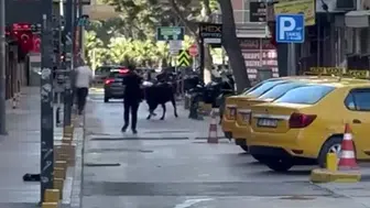 Bornova Küçükpark'ta kurbanlık dana paniği