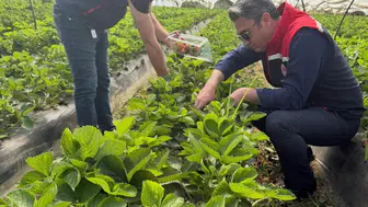 Koçarlı çileklerinde hasat öncesi zehirli madde denetimi