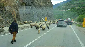 Gümüşhane yollarında binlerce koyunun zorlu yayla göçü başladı