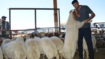 Mardin Kızıltepe hayvan pazarında son dakika kurban pazarlığı