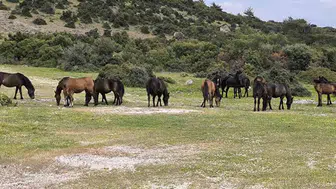 Ayvacık’ta yılkı atları tarlaları ve trafiği tehlikeye atıyor