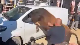 Ankara'da kurbanlık boğa minibüsün içine girmeye çalıştı