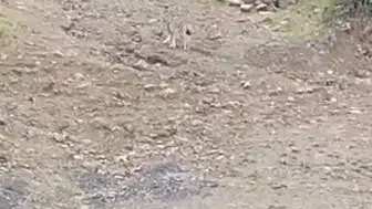 Tunceli dağlarında sürpriz karşılaşma