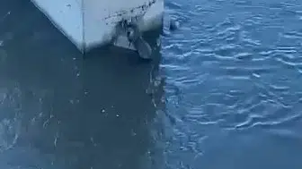 Kura Nehri kıyısında nadir görülen su samuru objektiflere yansıdı