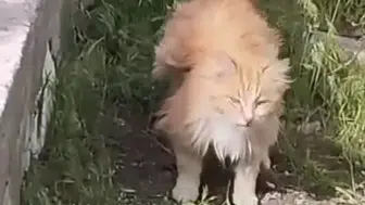 Erzincan’da kanatlı gibi görünen kedi görenleri şaşırttı