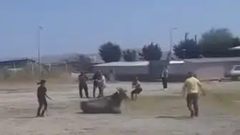 Gönen hayvan pazarında kontrolü kaybeden inek paniğe yol açtı