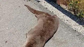 Siverek kırsalında şaşırtan su samuru ölümü