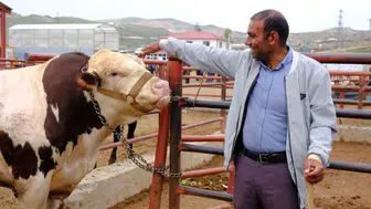 Van kurban pazarında pazarlık mesaisi başladı