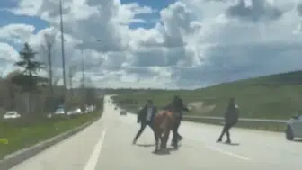 Erzurum caddelerinde kurbanlık paniği