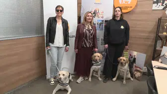 Türkiye’de sadece 8 rehber köpek var 300 kişi sıra bekliyor