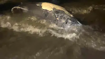 Tekirdağ sahilinde üzücü manzara