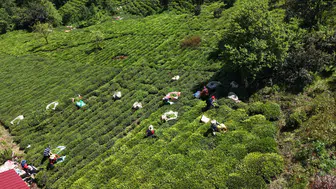 Karadeniz'de çay mesaisi geç başladı