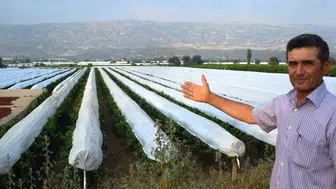 Sarıgöl bağlarında devasa örtü mesaisi başlıyor
