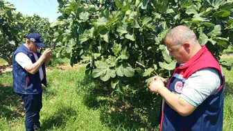 Aydınlı incir üreticilerine siyah sinek alarmı