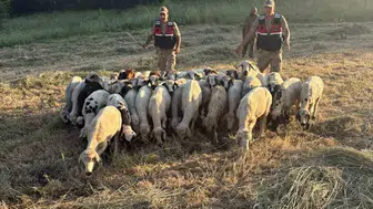 Jandarma sürüyü dronla havadan tarayıp buldu