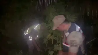 Samandağ'da seraya gizlenmiş kenevir operasyonu