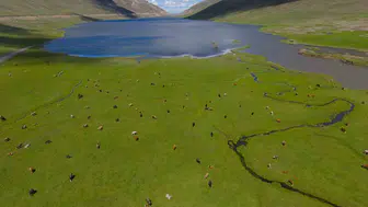 Iğdır yaylalarında bahar bereketi başladı