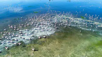 Akgöl yeniden canlandı flamingolar bölgeye geri döndü