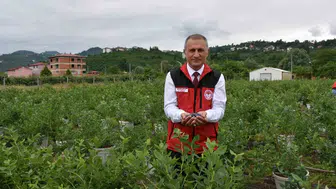 Ordu fındığa alternatif olarak maviyemiş hasadına başladı