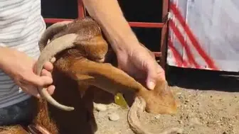 Osmaniyeli besicinin keçisi görenleri hayrete düşürdü