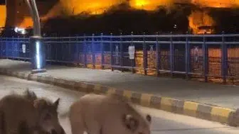 Turizm beldelerinde yaban domuzu sürüsü paniği