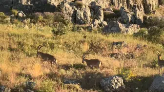 Harput'un arka bahçesinde sürpriz ziyaretçi