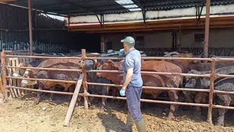 Şuhut ilçesine getirilen ithal hayvanlar yakın takibe alındı