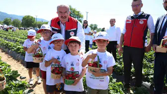 Yenice çilek hasadıyla Türkiye pazarını domine ediyor