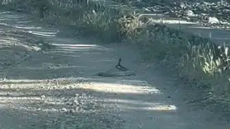 Bingöl’de yoldan geçenler yılanların çiftleşme dansıyla karşılaştı
