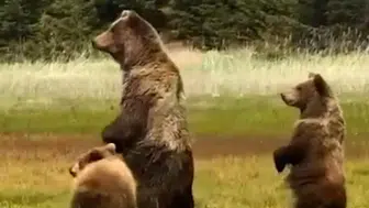Bolu yaylalarında anne ayı ve yavrularının keyifli anları