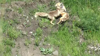 Kars doğasında iki tilkinin şaşırtan dansı