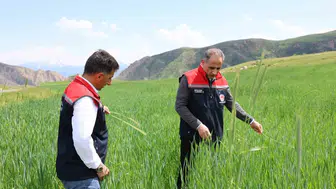 Karslı çiftçinin tarlası adım adım izleniyor