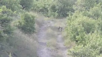 Nevşehir kırsalında tilki kardeşlerin neşeli anları kameraya yansıdı