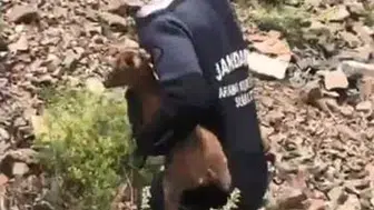 Arama ekipleri Şavşat’ta kayıp baba oğulu ararken yavru keçiyi fark etti